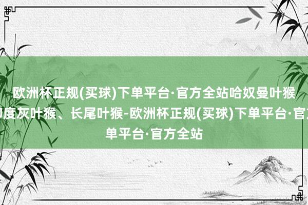 欧洲杯正规(买球)下单平台·官方全站哈奴曼叶猴也叫印度灰叶猴、长尾叶猴-欧洲杯正规(买球)下单平台·官方全站